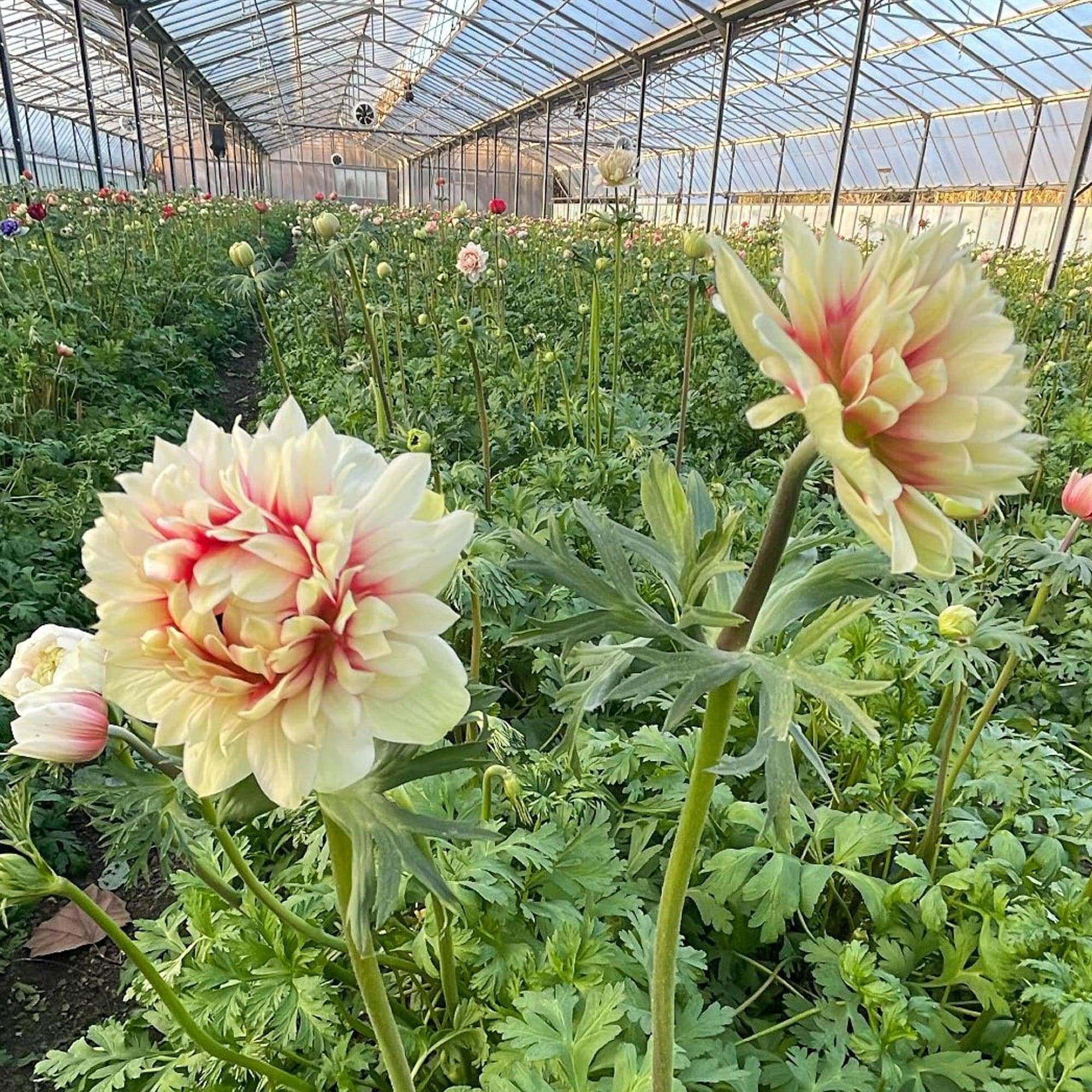 Anemone 'Fullstar Red & White'